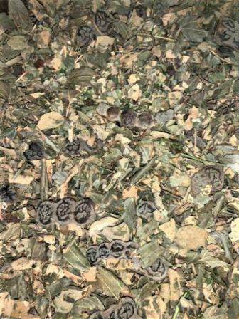 Organic Vaginal/Yoni Steam Herbs - Image 2